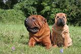 SHAR-PEI 789